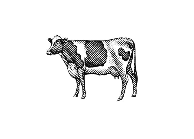 cow 2